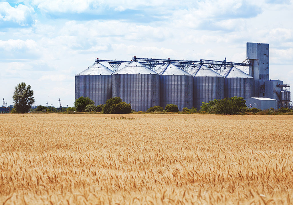 Reprodução de imagem de uma plantação de grãos de trigo, ao fundo estão oito silos. Imagem para ilustração da matéria.