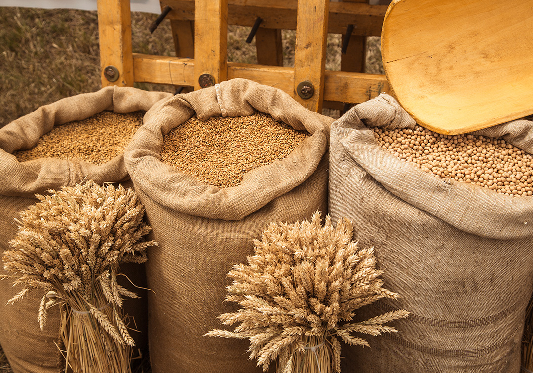 Amendoim e Gergelim: Potencial no Agronegócio Brasileiro