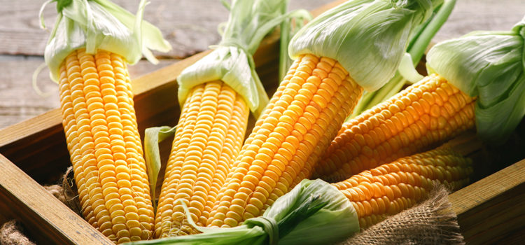 Mercado do milho: versatilidade e potência no agronegócio nacional