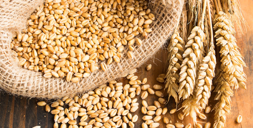 Fotografia de um saco de pano com grãos de trigo ao lado de ramos da planta, representando a produtividade do mercado de trigo.