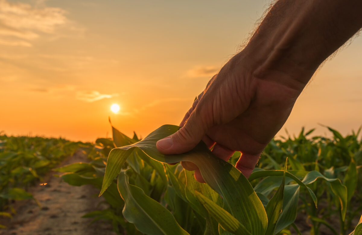 Biodiversidade Vegetal: O Valor Da Inovação Com A Cetro