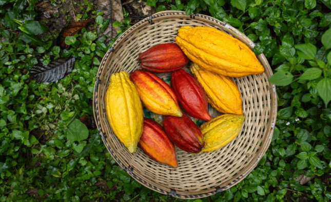 Foto de uma cesta cheia de frutos de cacau representando a versatilidade do mercado.