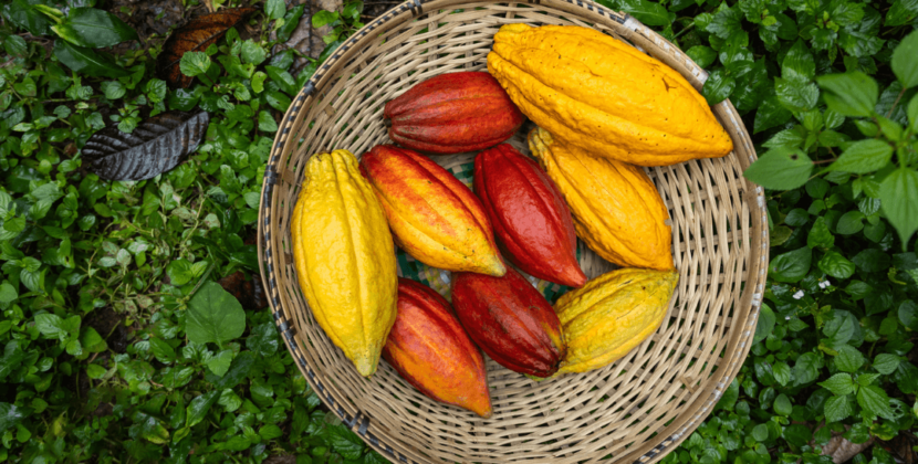 Foto de uma cesta cheia de frutos de cacau representando a versatilidade do mercado.
