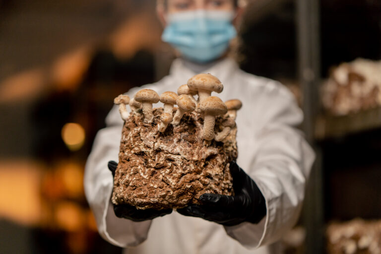 Fotografia de uma pessoa usando uma máscara e luvas segurando um substrato cheio de cogumelos cultivados.